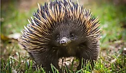 Where do Echidnas Live?