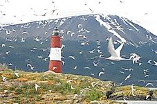 Birds With The Longest Migrations