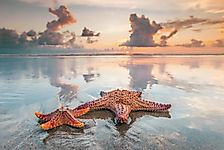 Do Starfish Have Eyes?