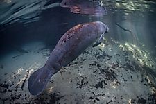 West Indian Manatee: Animals of North America