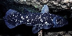 10 Interesting Facts About Coelacanths