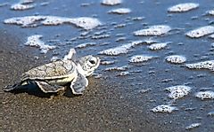 Climate Change Is Turning Threatened Sea Turtles Female - "Cooler Turtles" Are A Solution