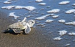 Climate Change Is Turning Threatened Sea Turtles Female - "Cooler Turtles" Are A Solution