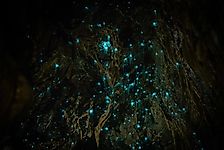 Incredible Waitomo Glowworm Caves