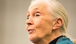 Jane Goodall, Famous Anthropologist