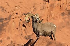Bighorn Sheep Facts: Animals of North America