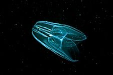 Comb Jellies — Animals of the Oceans