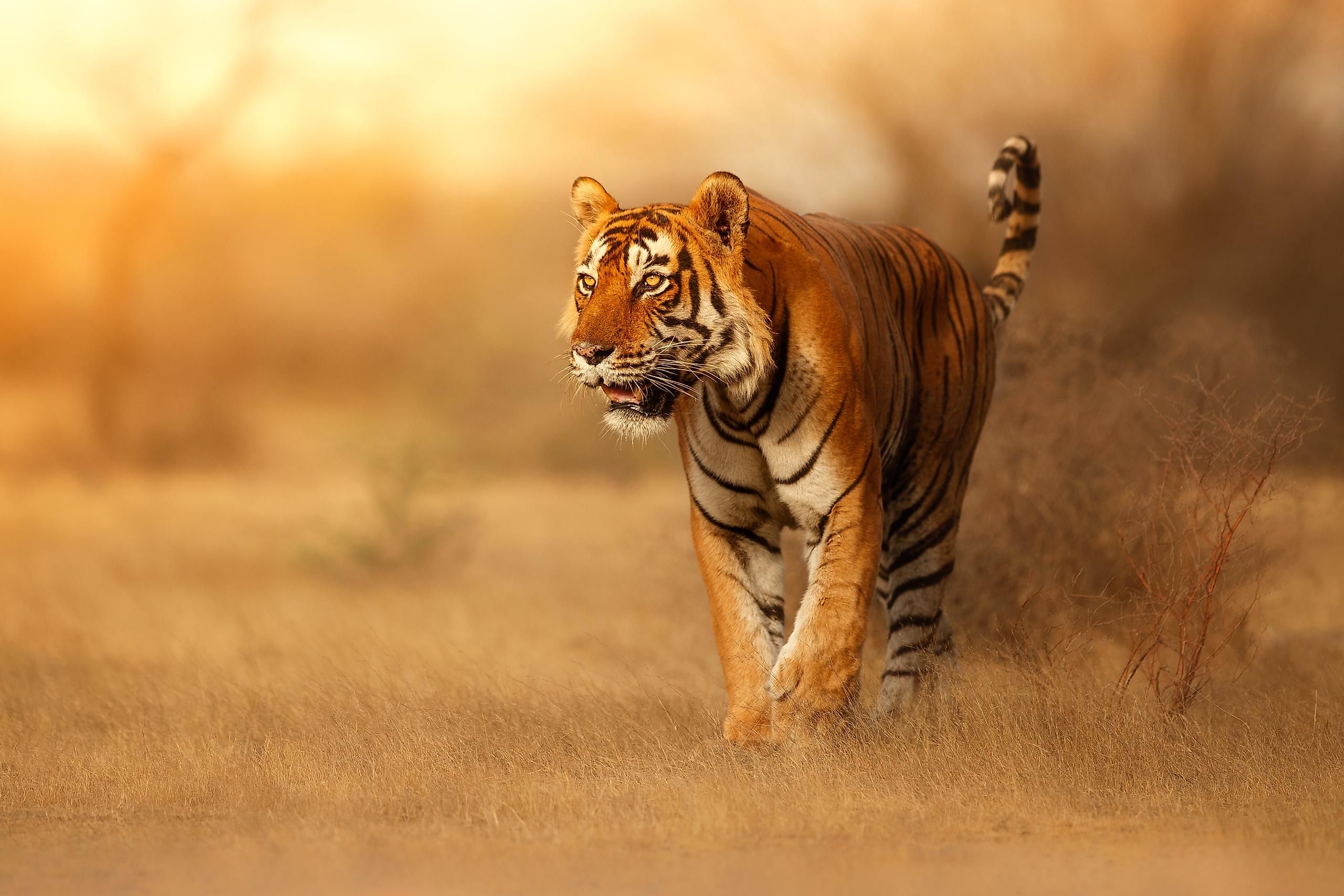 Top Ways We Can Protect The Habitat Of Animals - WorldAtlas Top Ways We Can Protect The Habitat Of Animals - WorldAtlas