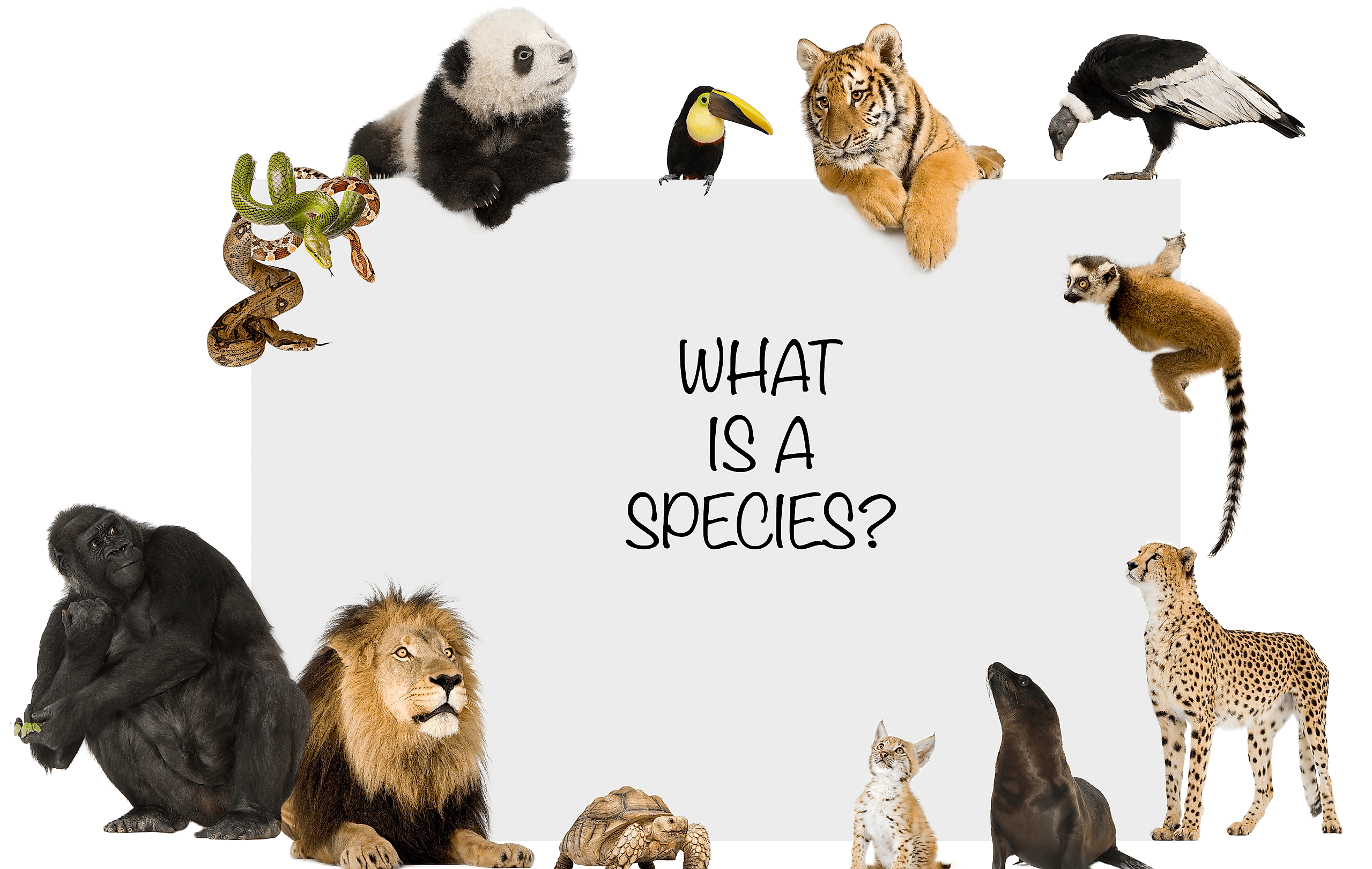 What Is A Species? - WorldAtlas What Is A Species? - WorldAtlas