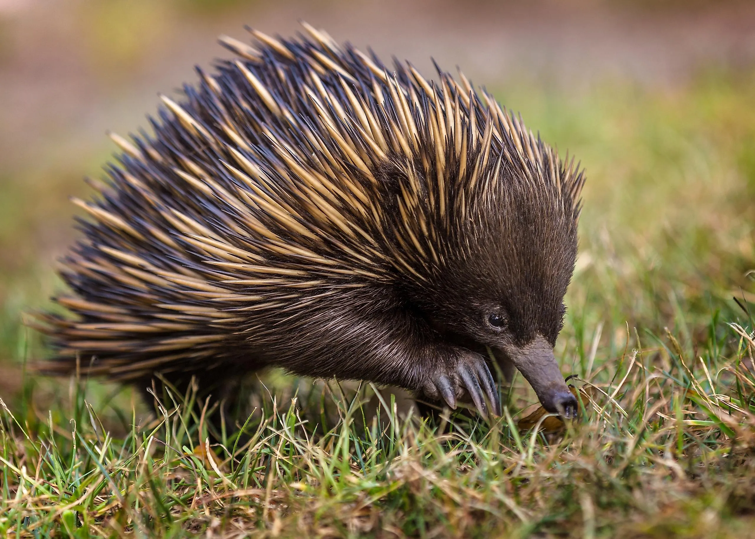 Echidna