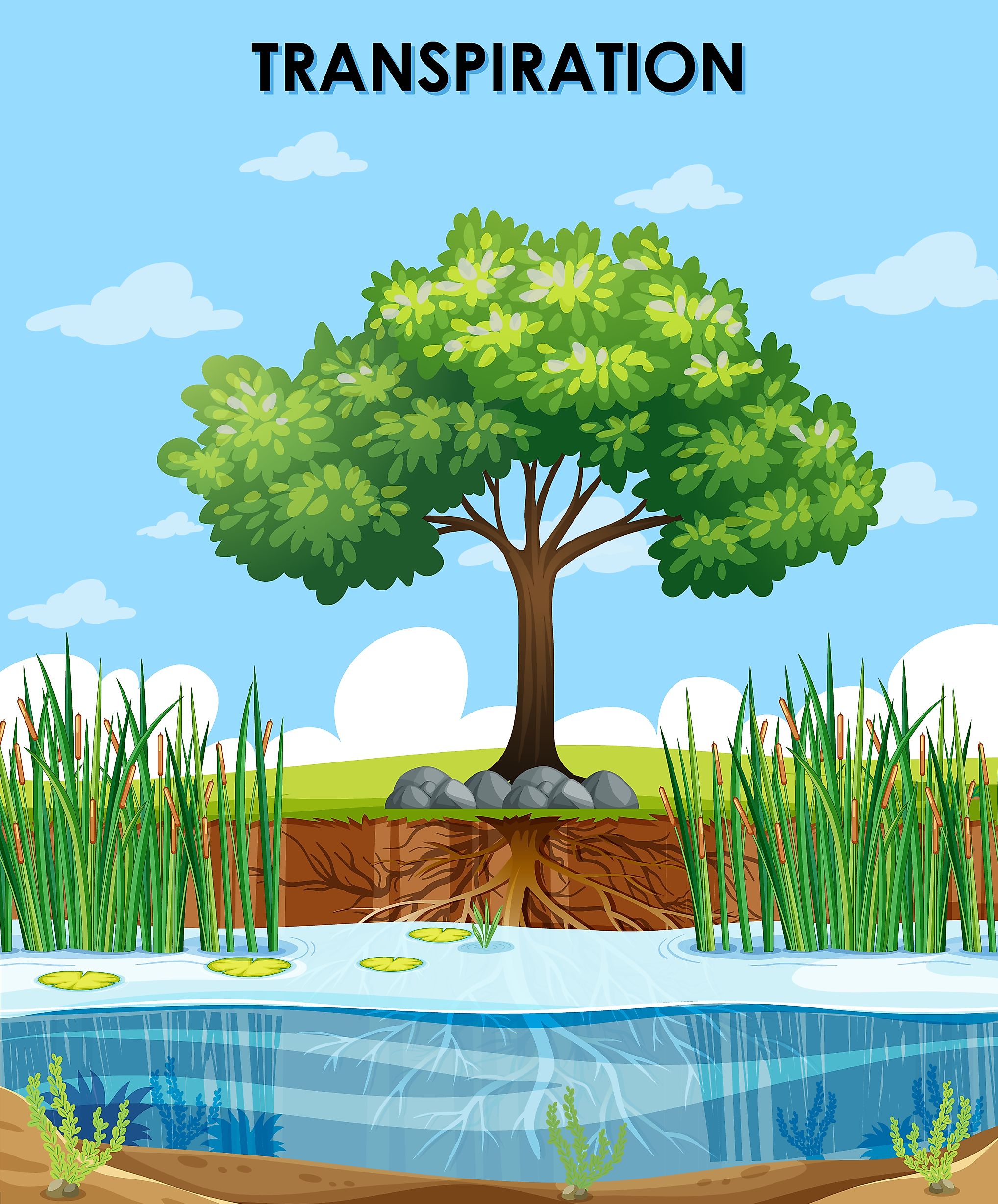How Do Plants Respire? - WorldAtlas How Do Plants Respire? - WorldAtlas