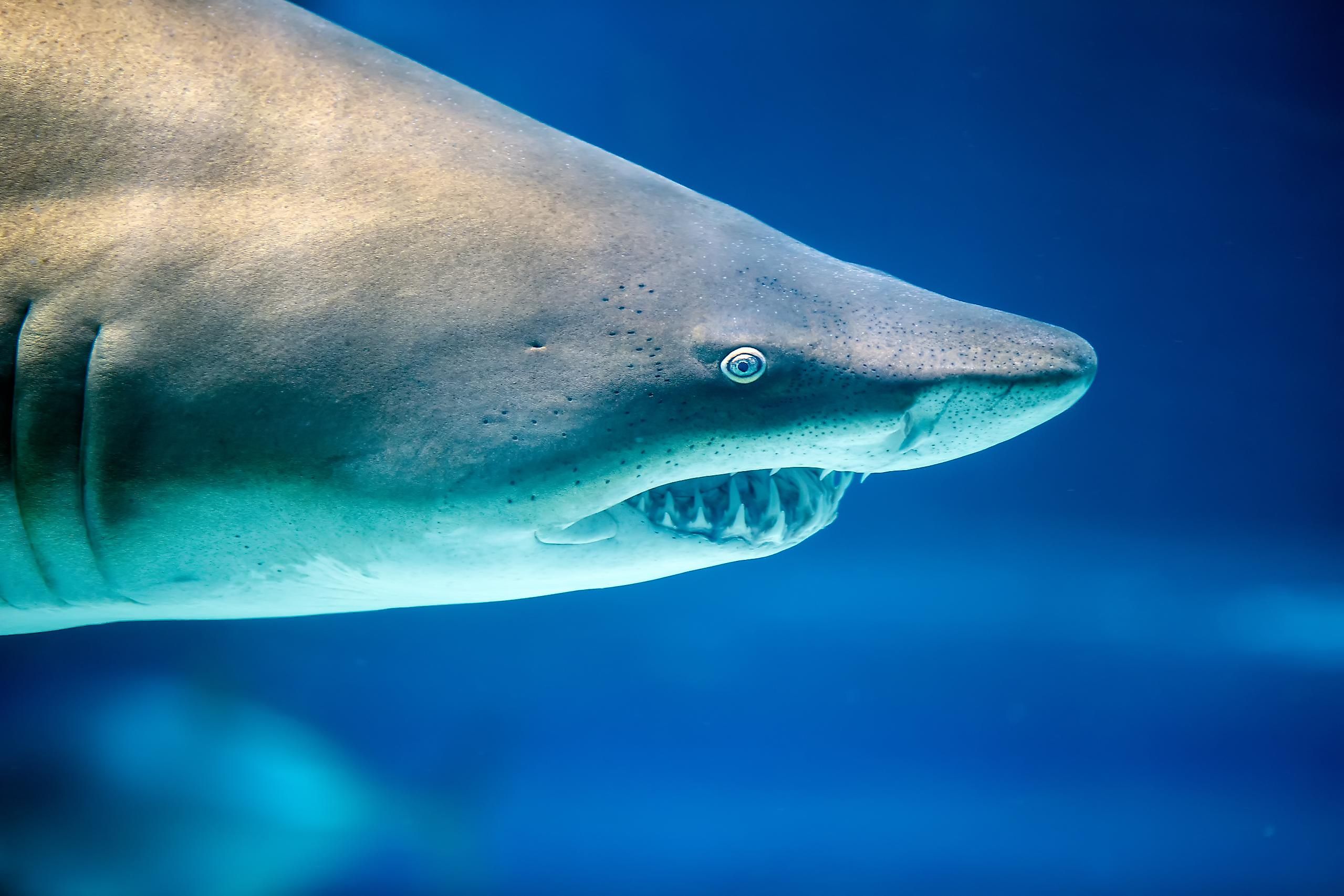 Are Sharks Mammals? - WorldAtlas Are Sharks Mammals? - WorldAtlas