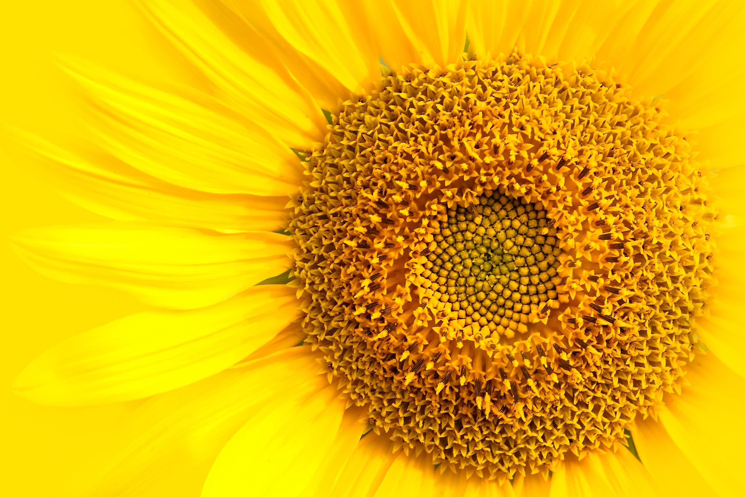 What Are The 5 Tropisms And The Plant's Response To Each? - WorldAtlas What Are The 5 Tropisms And The Plant's Response To Each? - WorldAtlas
