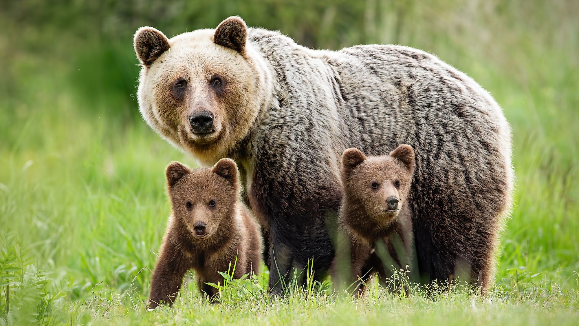 What Animals Live In Europe? - WorldAtlas What Animals Live In Europe? - WorldAtlas