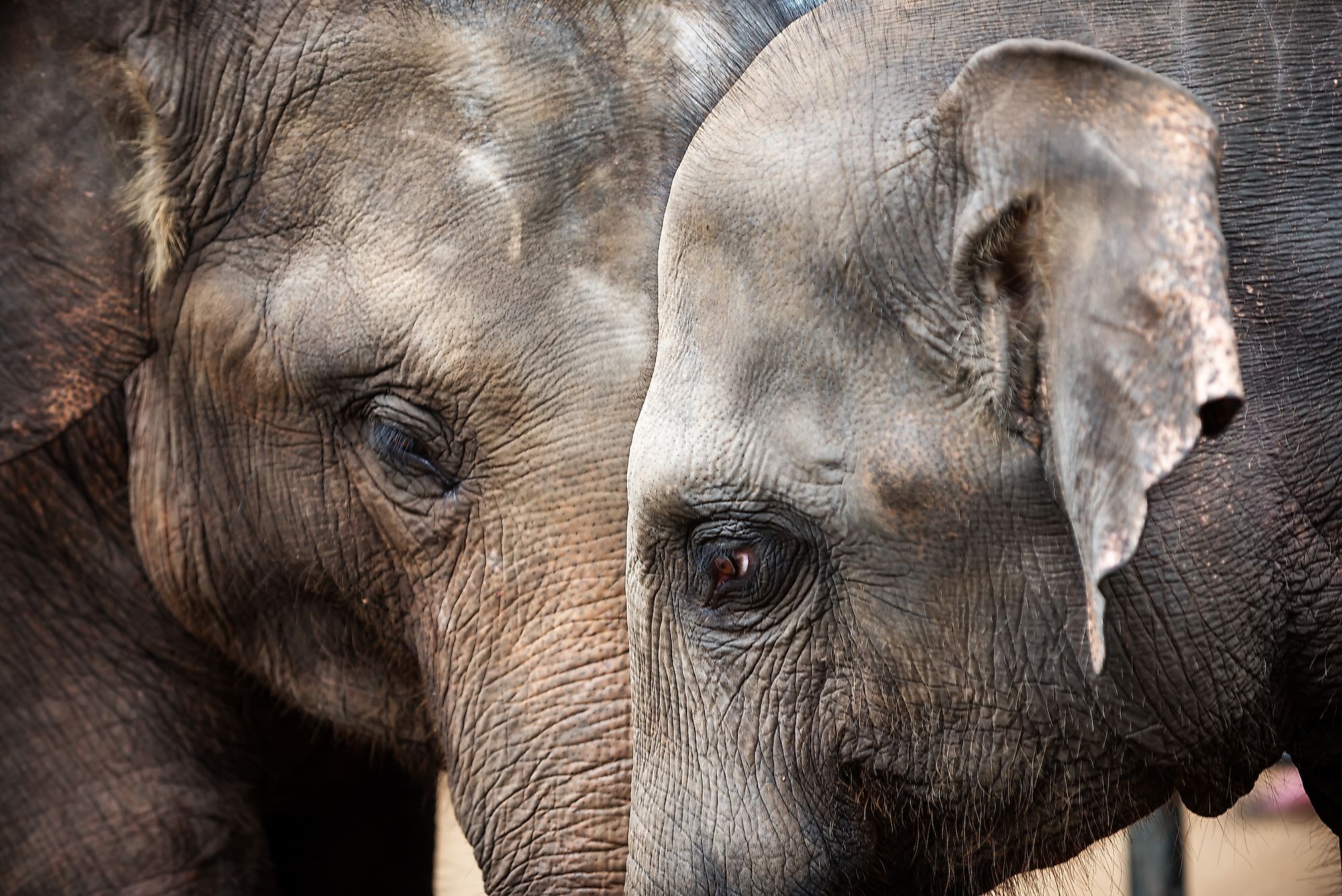 10 Of The Smartest Animals In The Wild - WorldAtlas 10 Of The Smartest Animals In The Wild - WorldAtlas