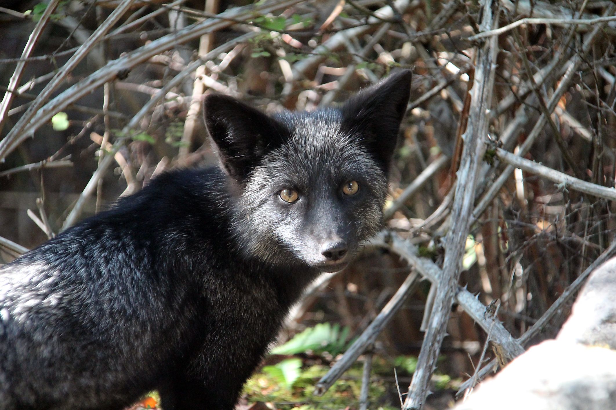 Silver Fox Facts: Animals of North America - WorldAtlas Silver Fox Facts: Animals of North America - WorldAtlas