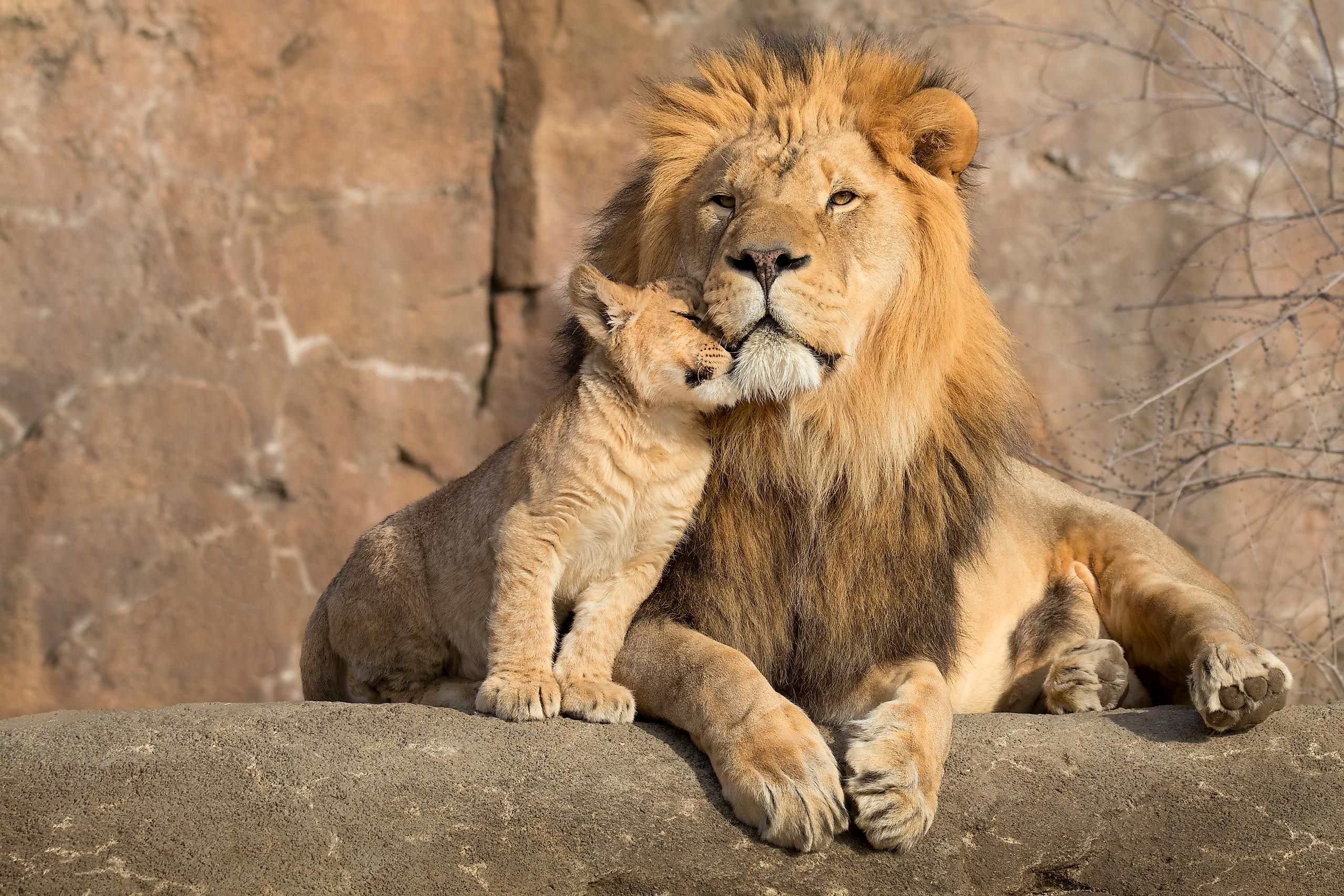 Why Do Some Animals Kill and Eat Their Young? - WorldAtlas Why Do Some Animals Kill and Eat Their Young? - WorldAtlas