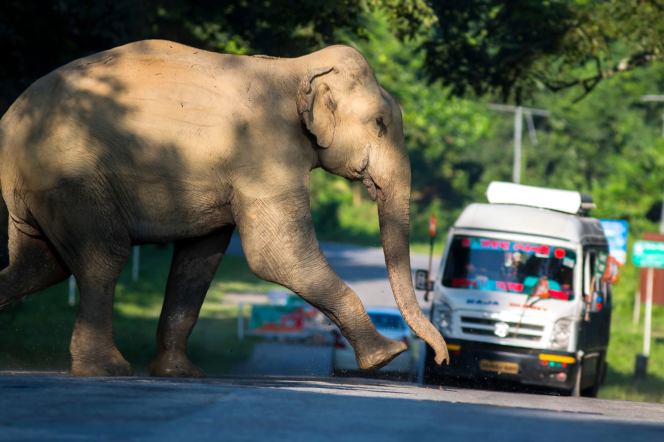 India Needs Safe Highways To Protect Its National Heritage Animal - The  Asian Elephant - WorldAtlas