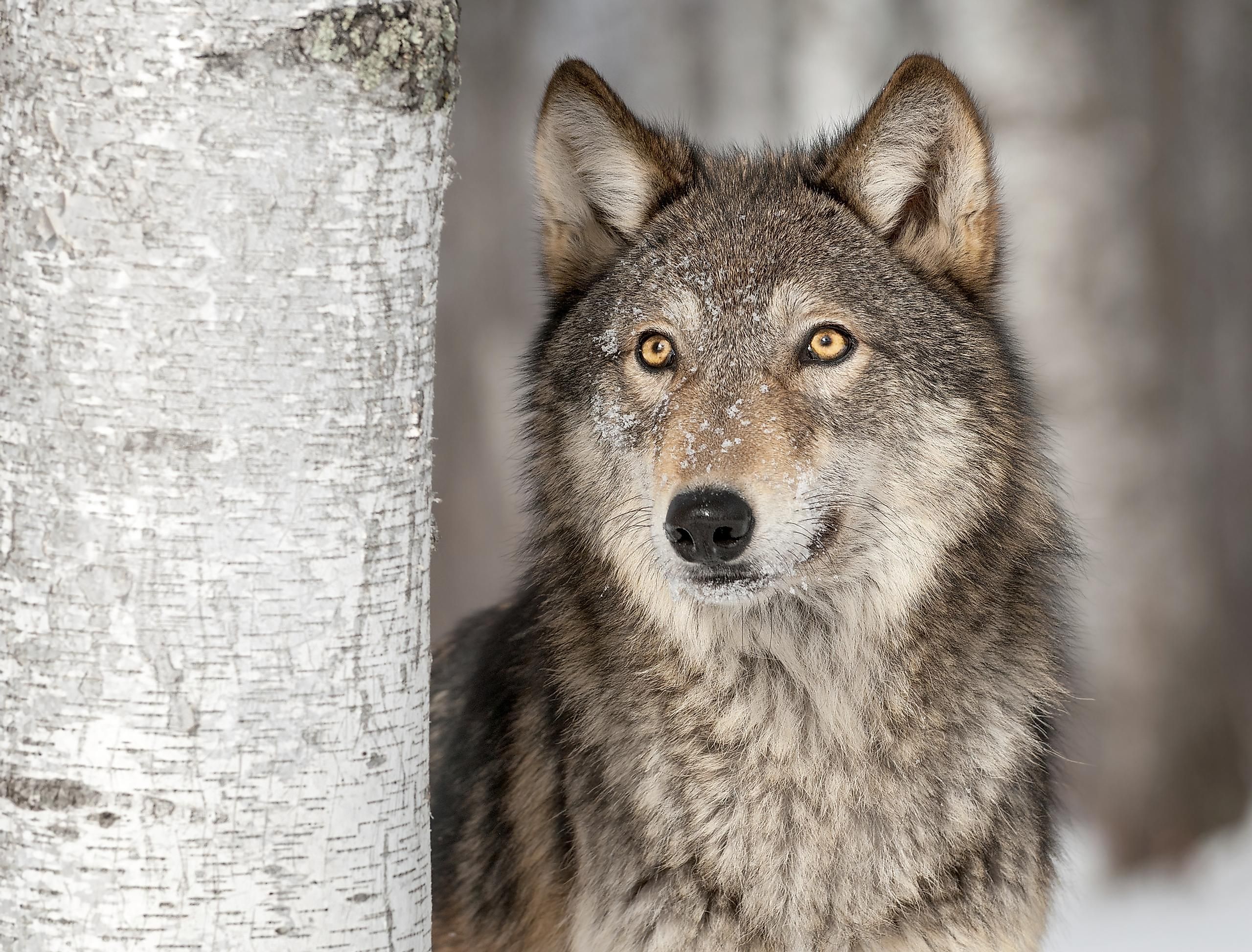 The Gray Wolf: Animals of North America - WorldAtlas The Gray Wolf: Animals of North America - WorldAtlas