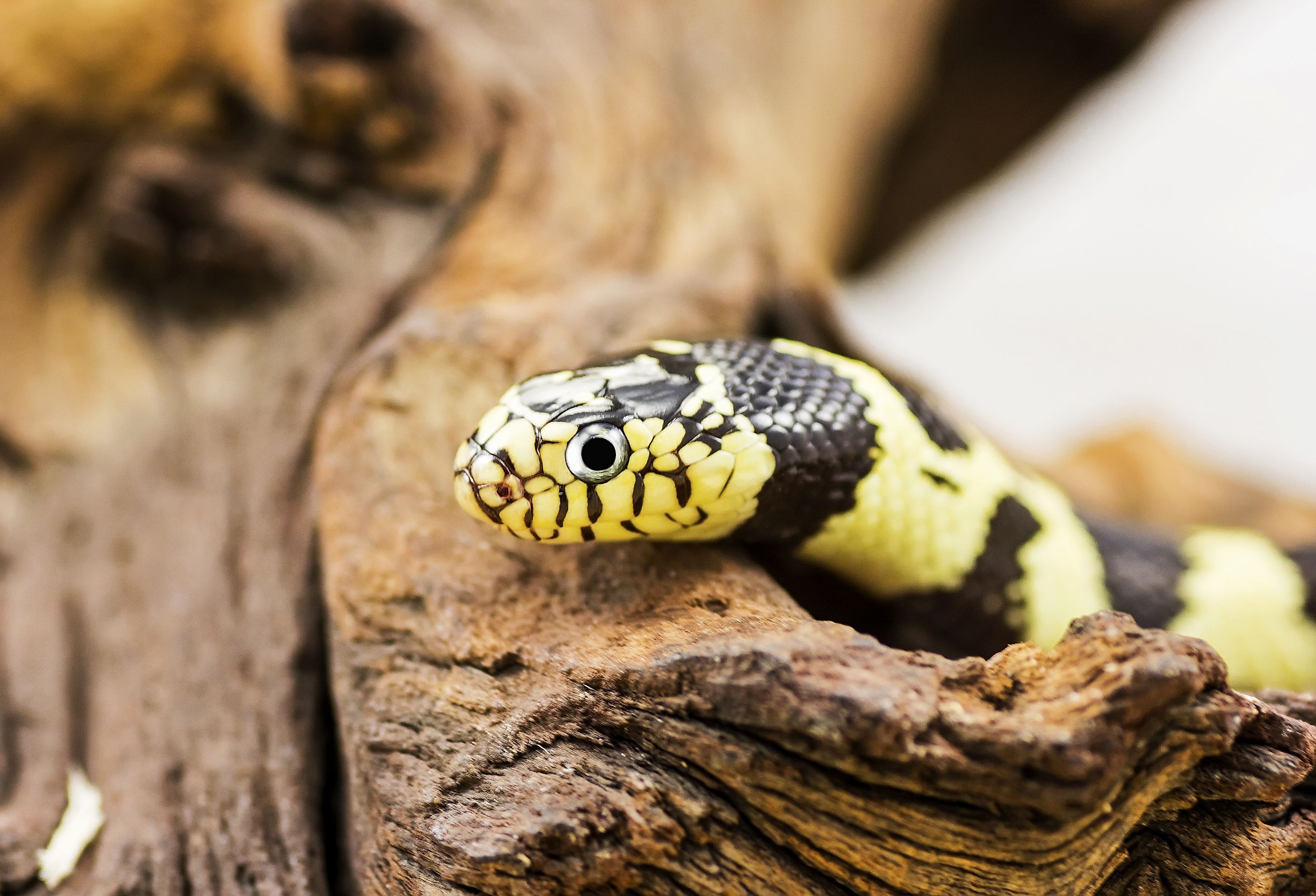 shutterstock-232417870-s3cdn.jpg
