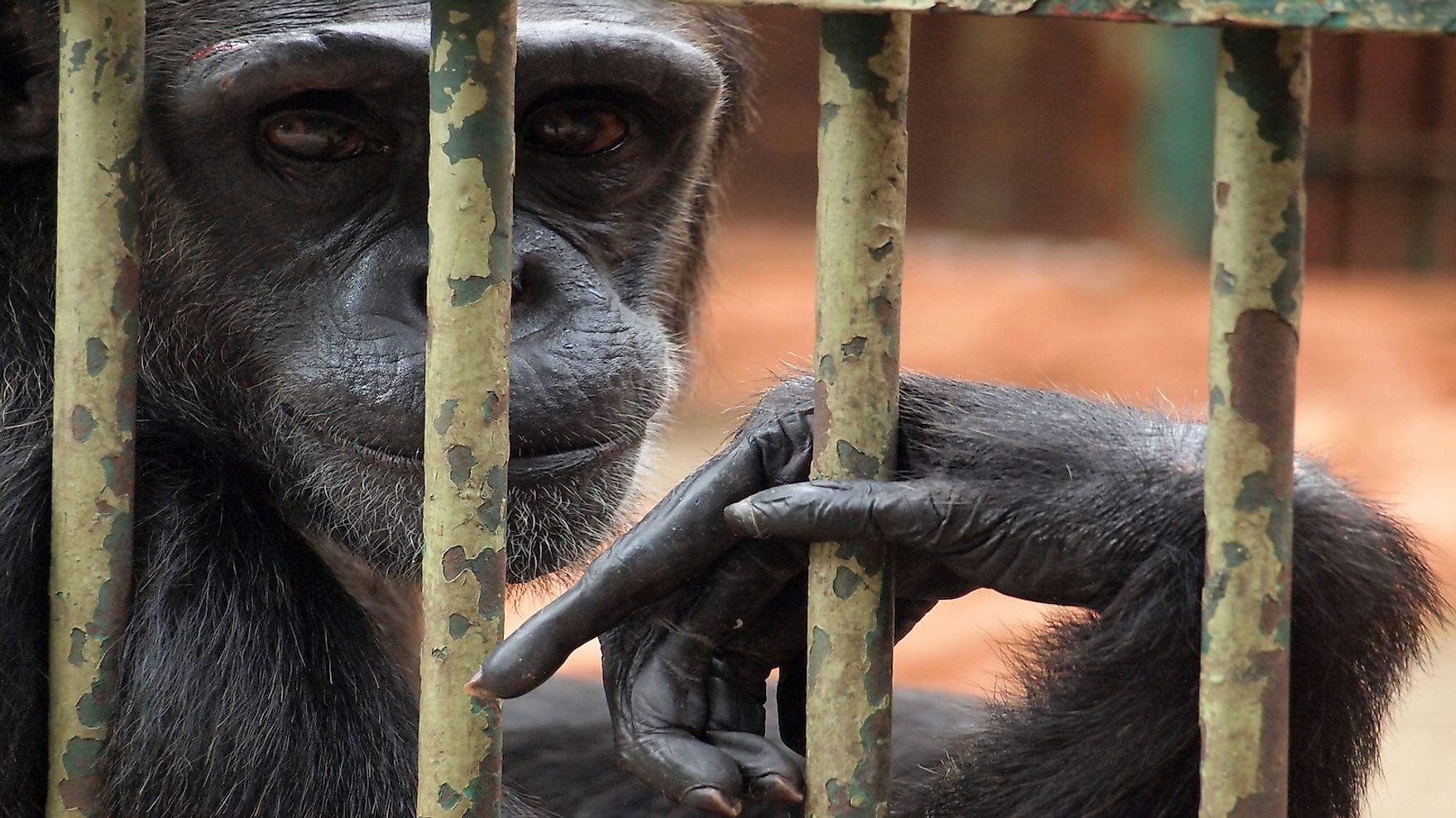 Is Keeping Wild Animals In Zoos Unethical?: Arguments For And Against -  WorldAtlas
