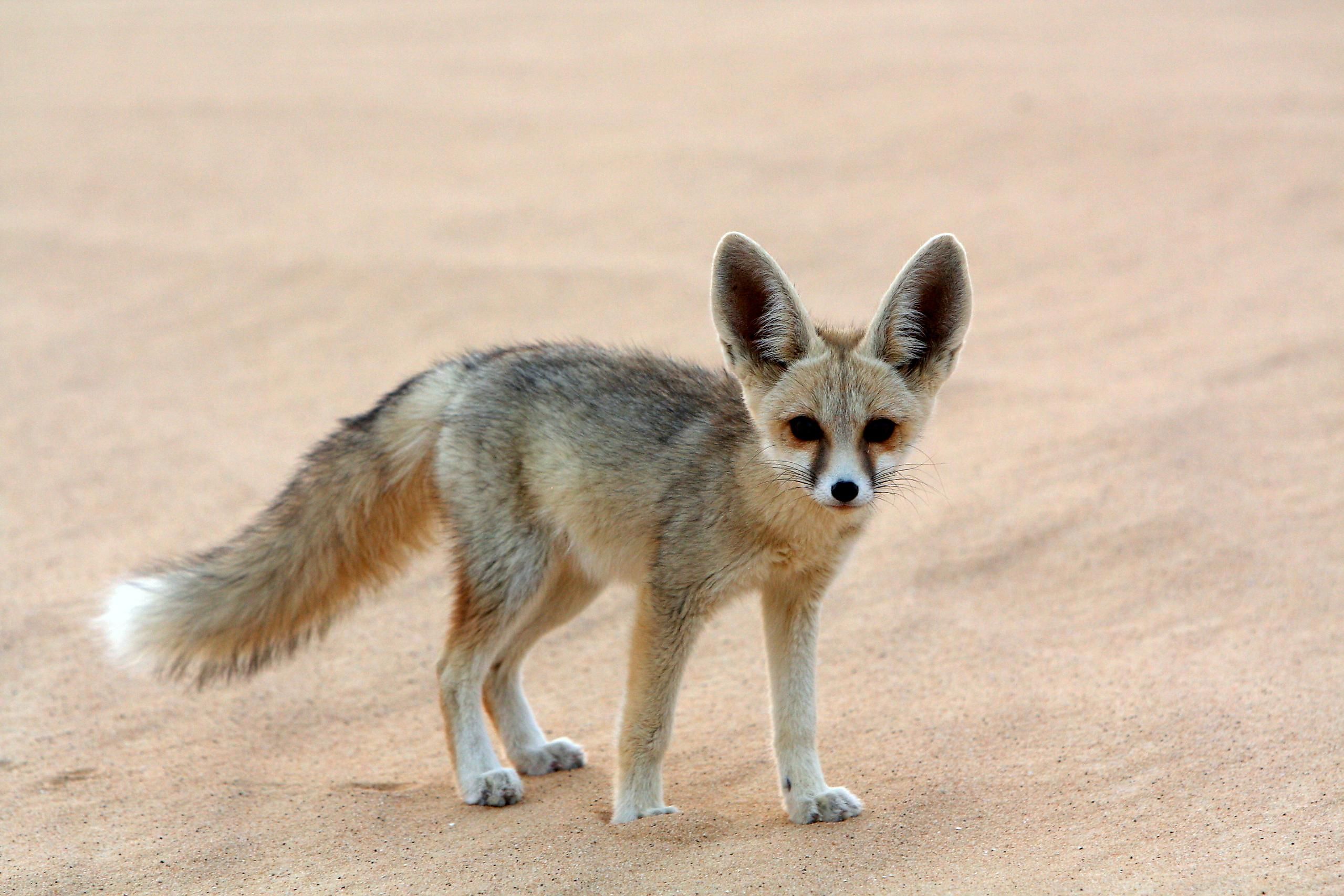 Animals That Live Underground - WorldAtlas Animals That Live Underground - WorldAtlas