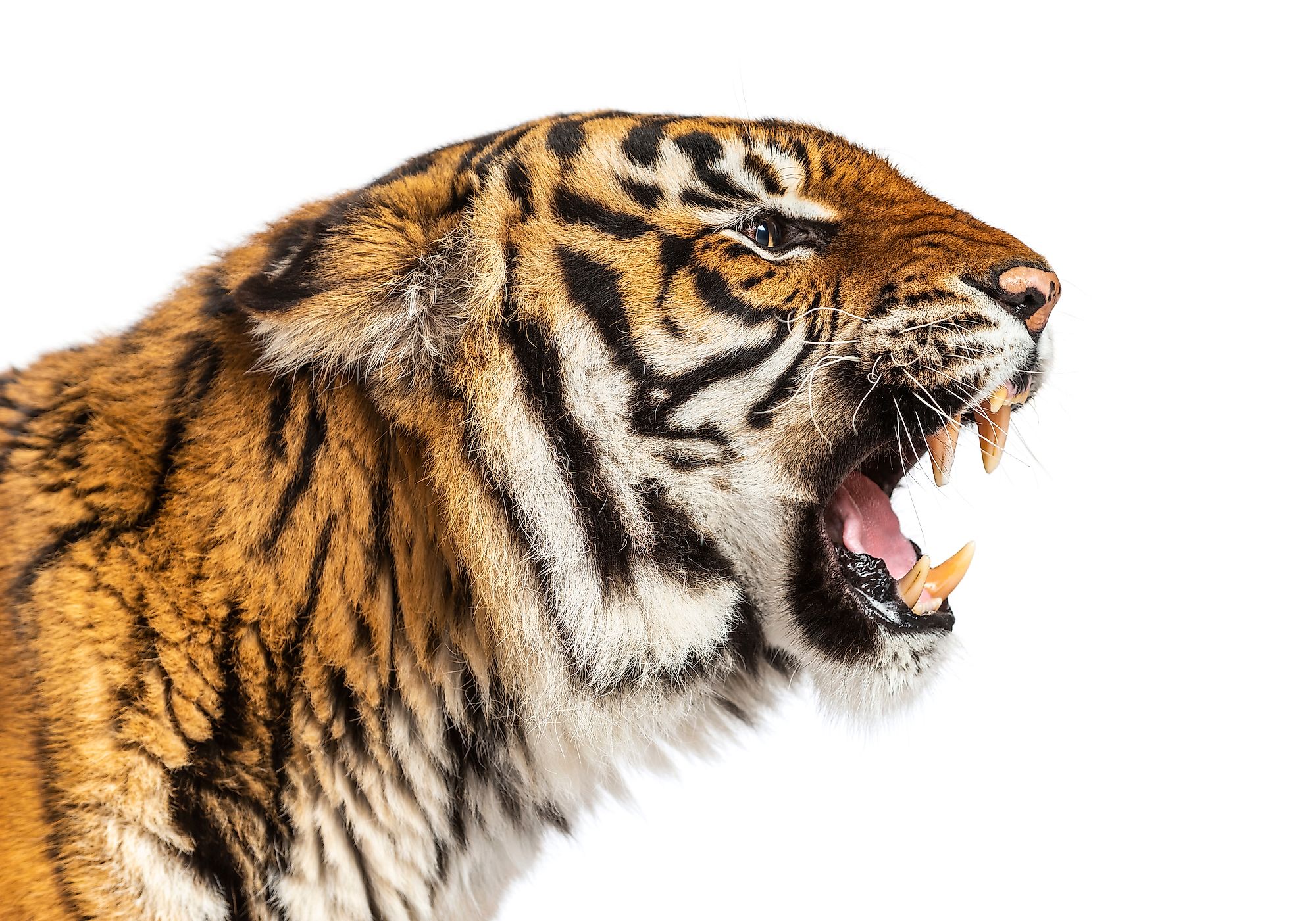 What Is A Carnivore? - WorldAtlas What Is A Carnivore? - WorldAtlas