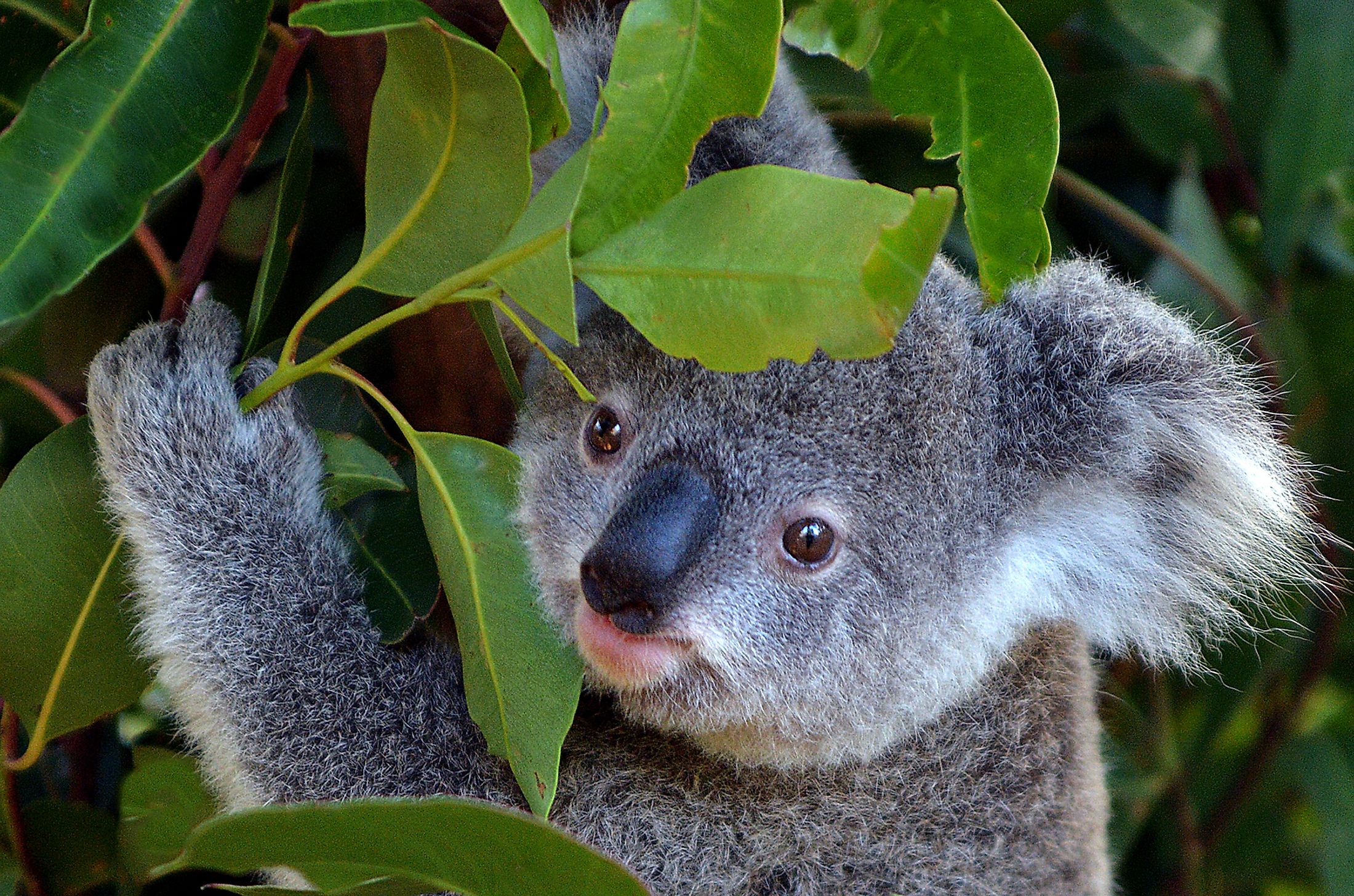 Where Do Koalas Live? - WorldAtlas