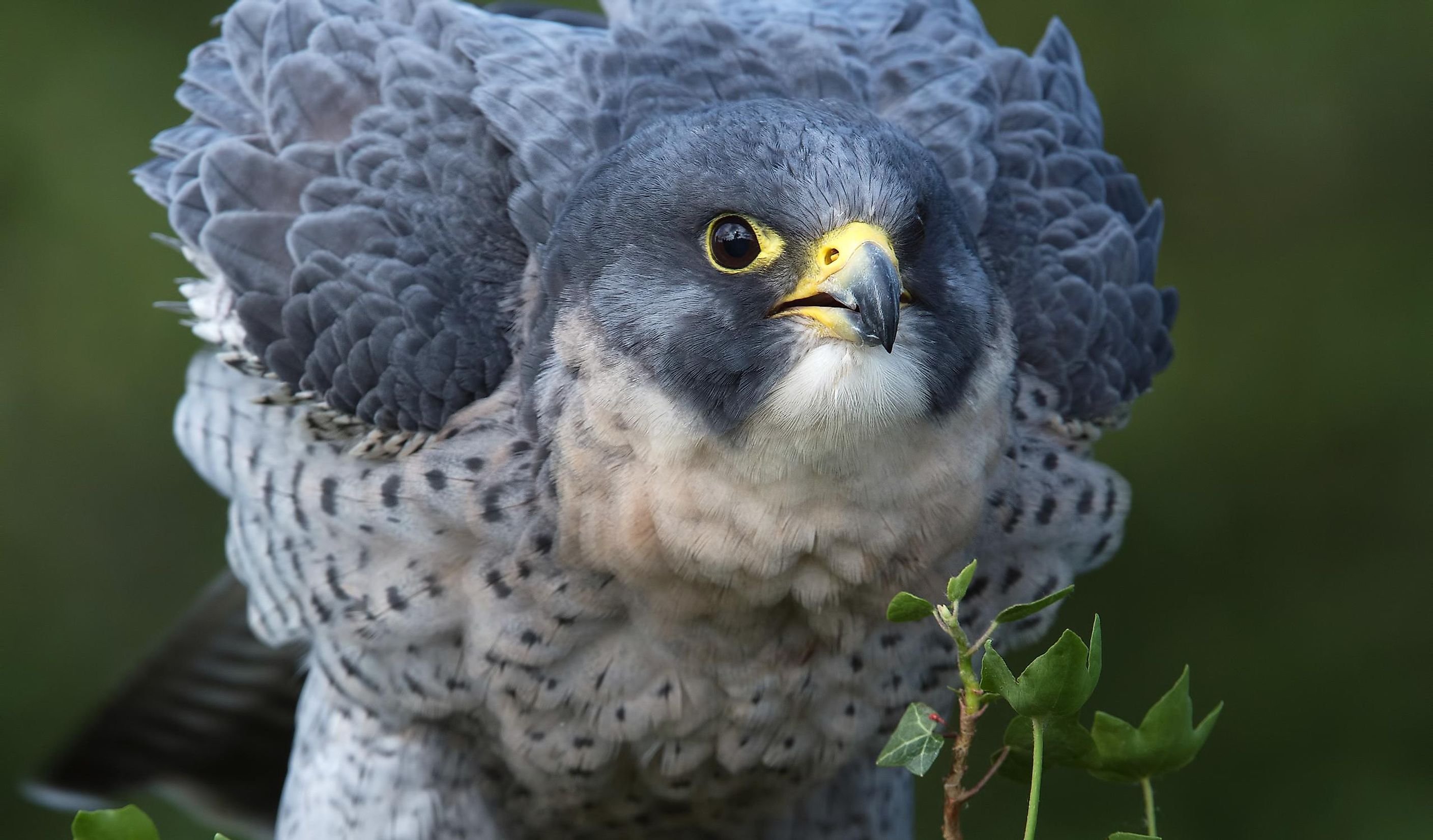 Peregrine Falcon Facts: Animals of North America - WorldAtlas
