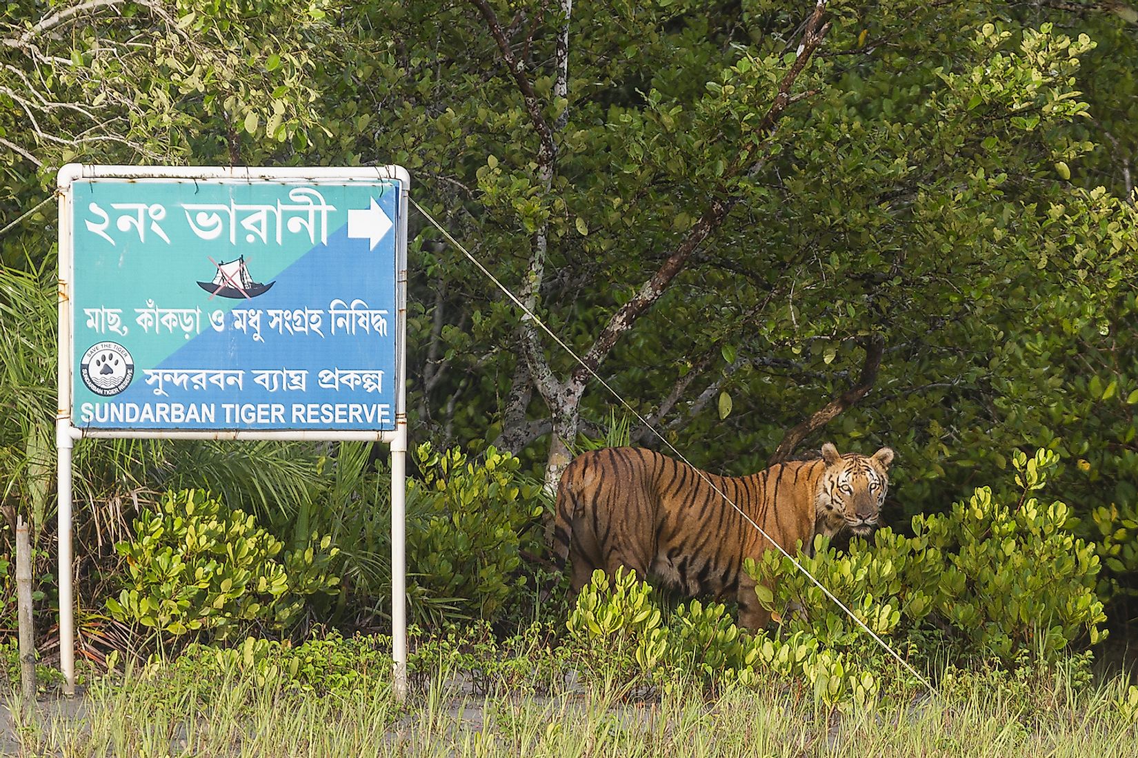 Decoding The Mysterious Mangrove Tigers Of The Sundarbans - WorldAtlas