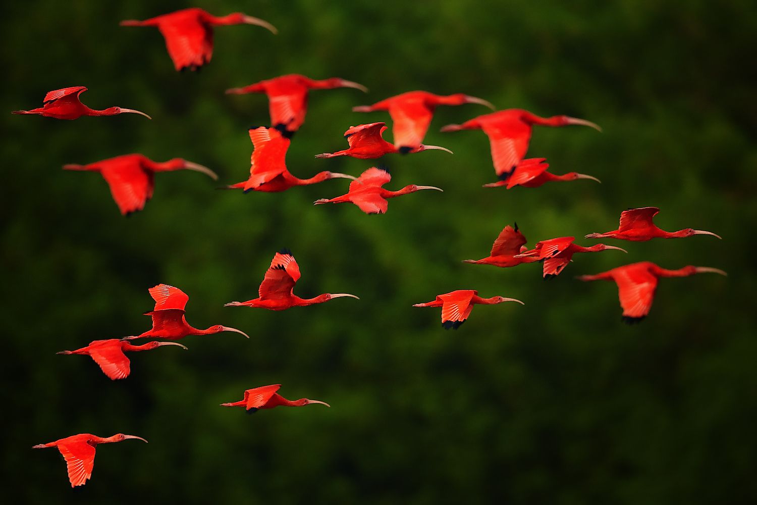 10 Reddest Animals And Birds In The World - WorldAtlas 10 Reddest Animals And Birds In The World - WorldAtlas