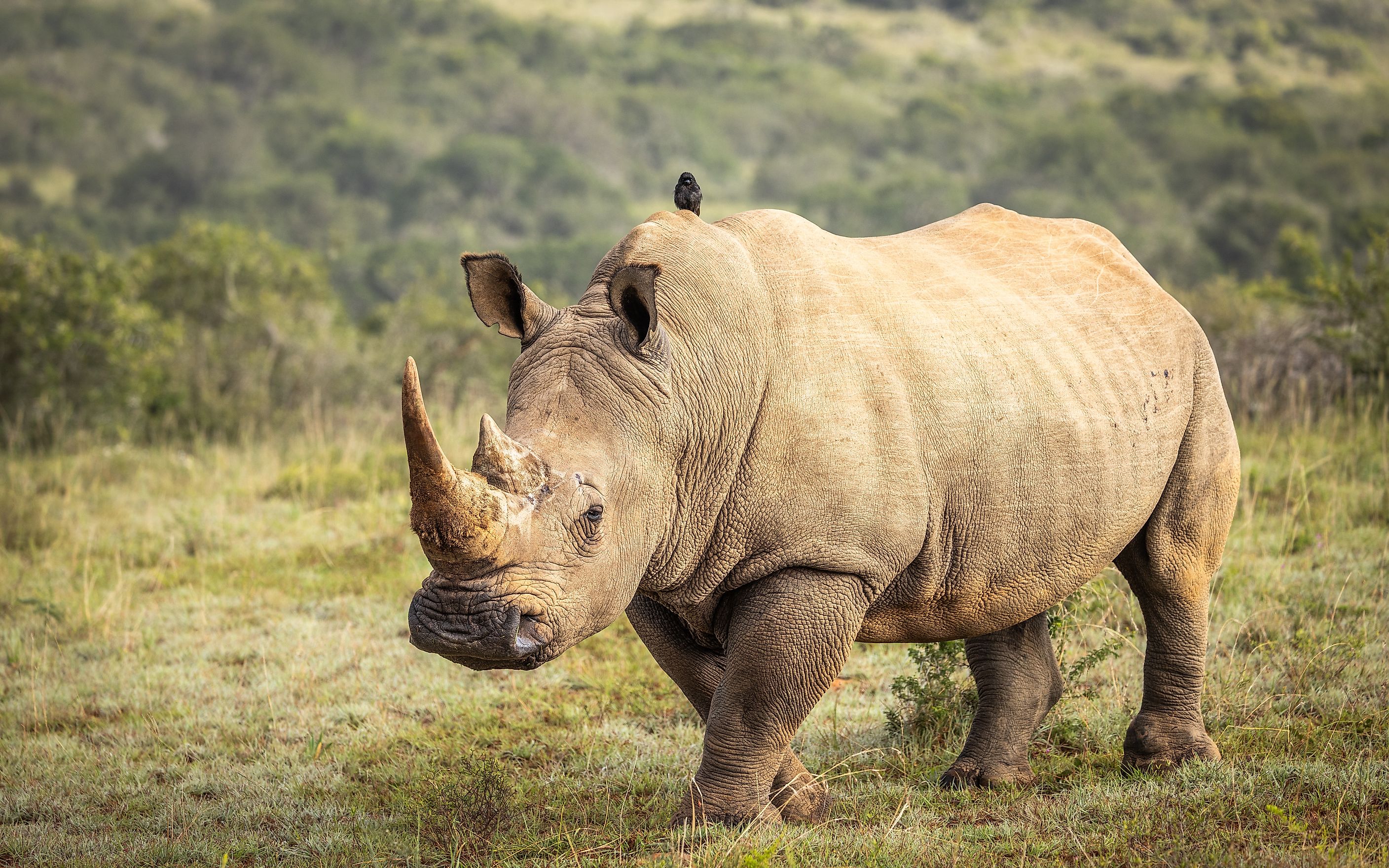 White Rhino