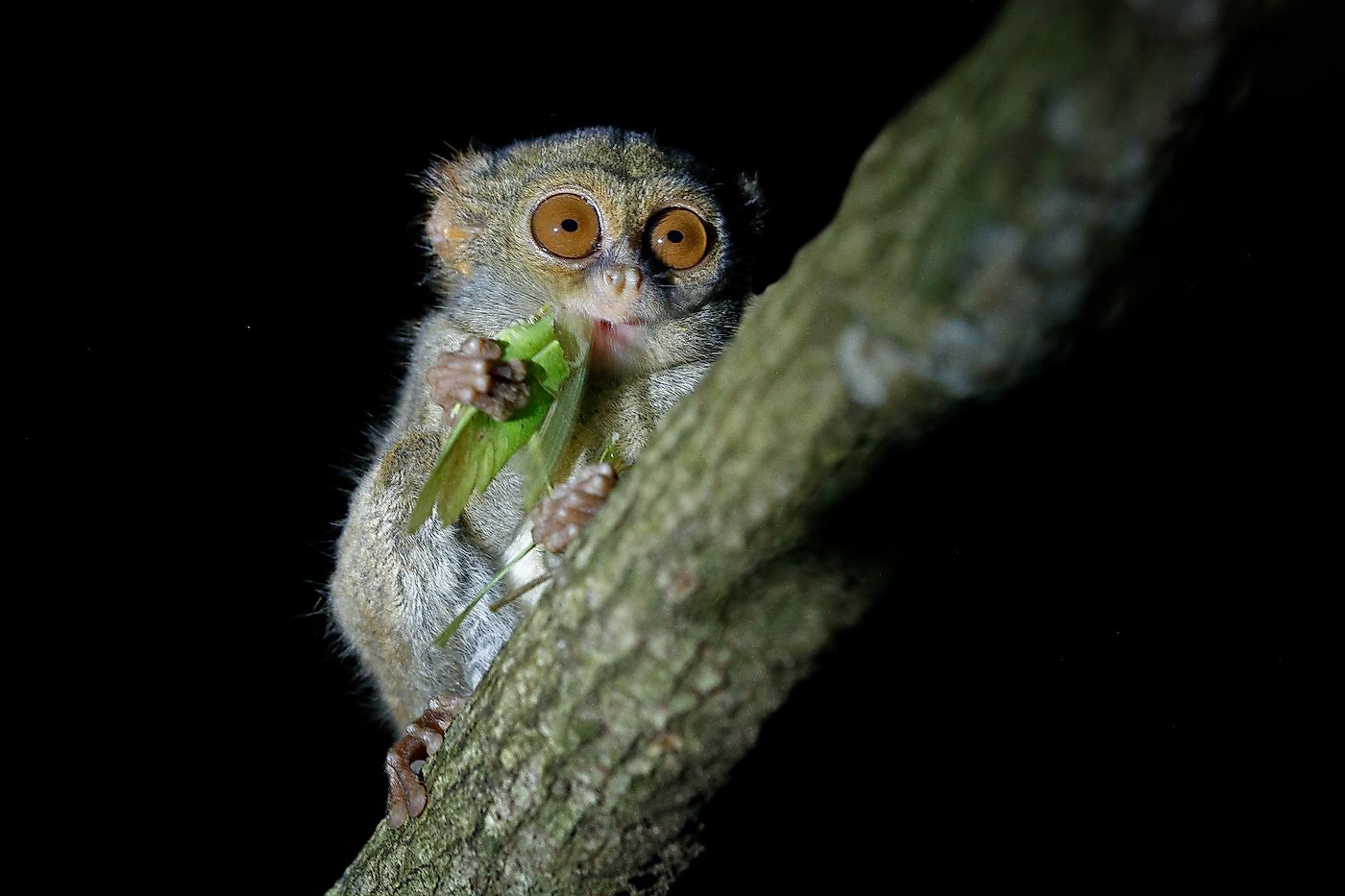 10 Adorable Looking Animals That Are Fierce Hunters - WorldAtlas 10 Adorable Looking Animals That Are Fierce Hunters - WorldAtlas