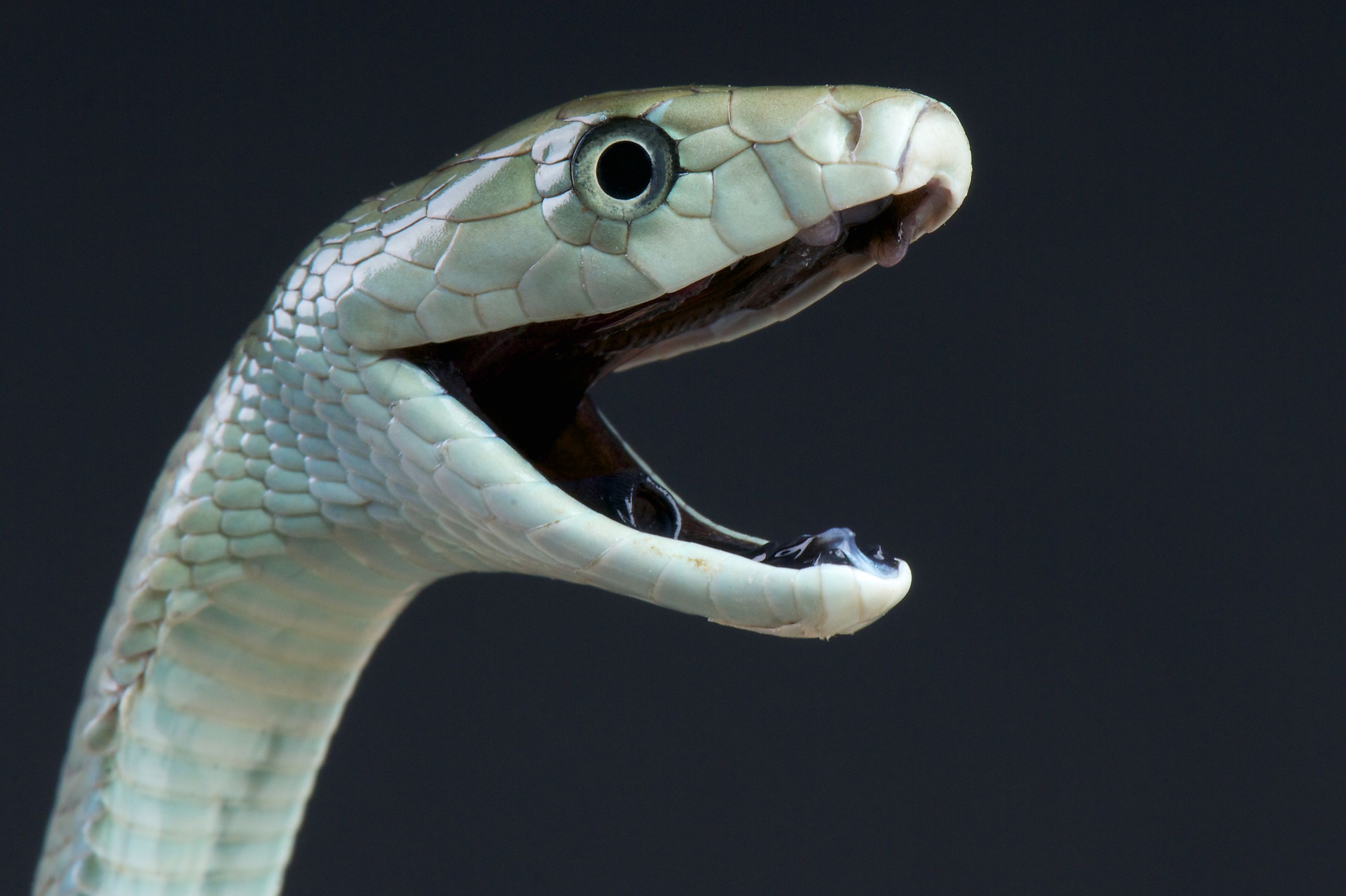 Black Mamba