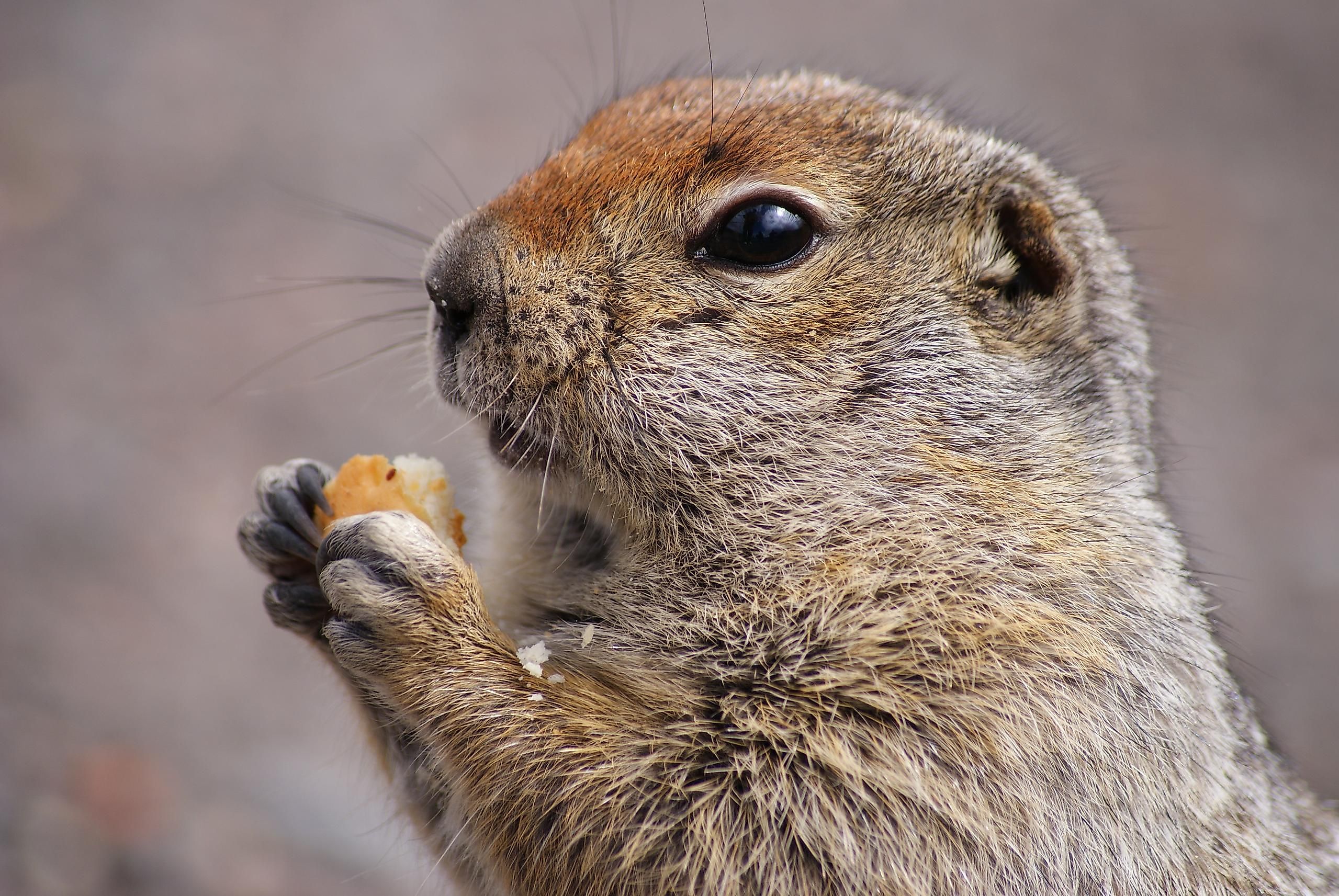 Thermoregulation In Animals - WorldAtlas Thermoregulation In Animals - WorldAtlas