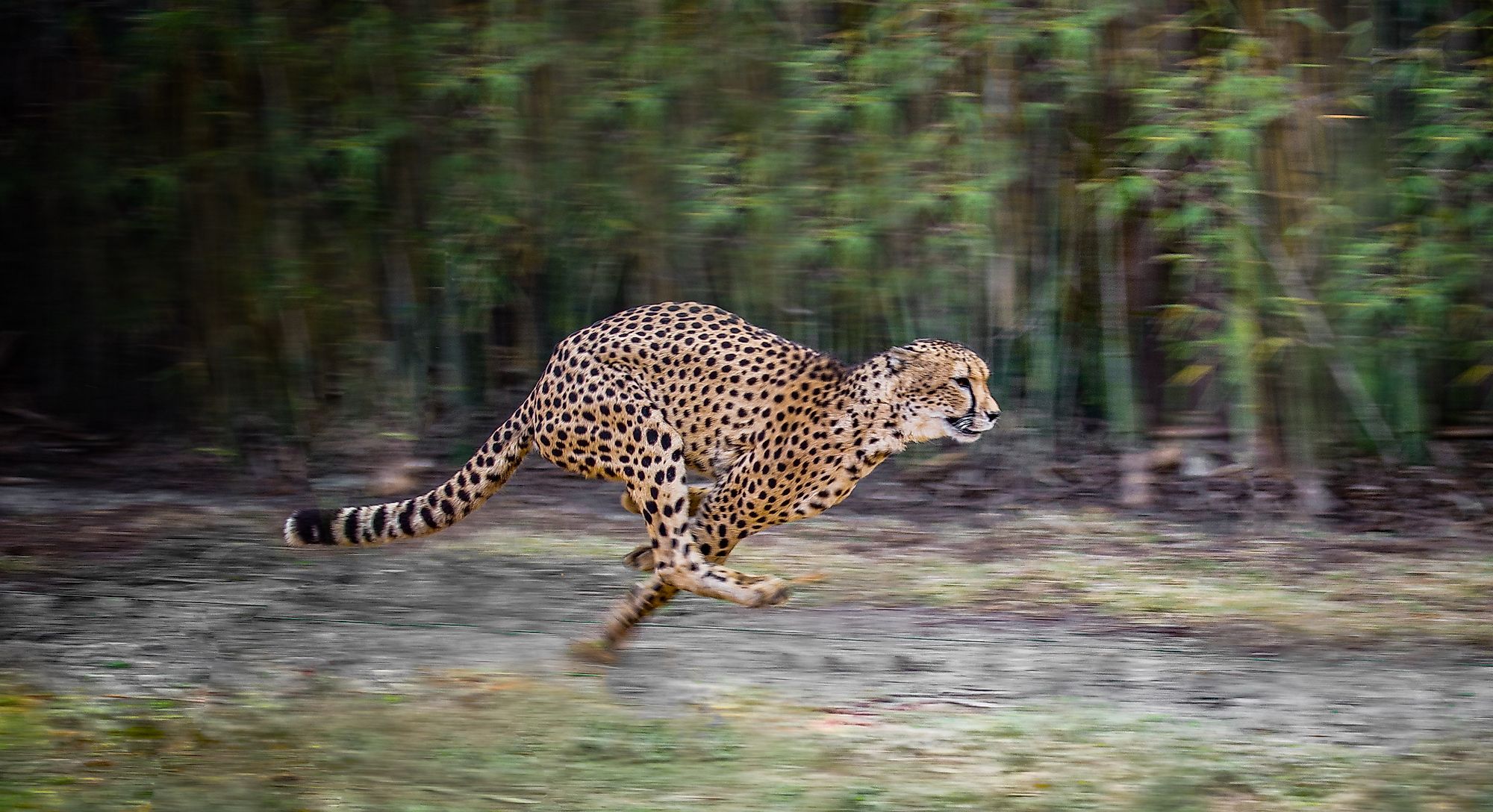 Can A Human Outrun A Cheetah? - WorldAtlas Can A Human Outrun A Cheetah? - WorldAtlas