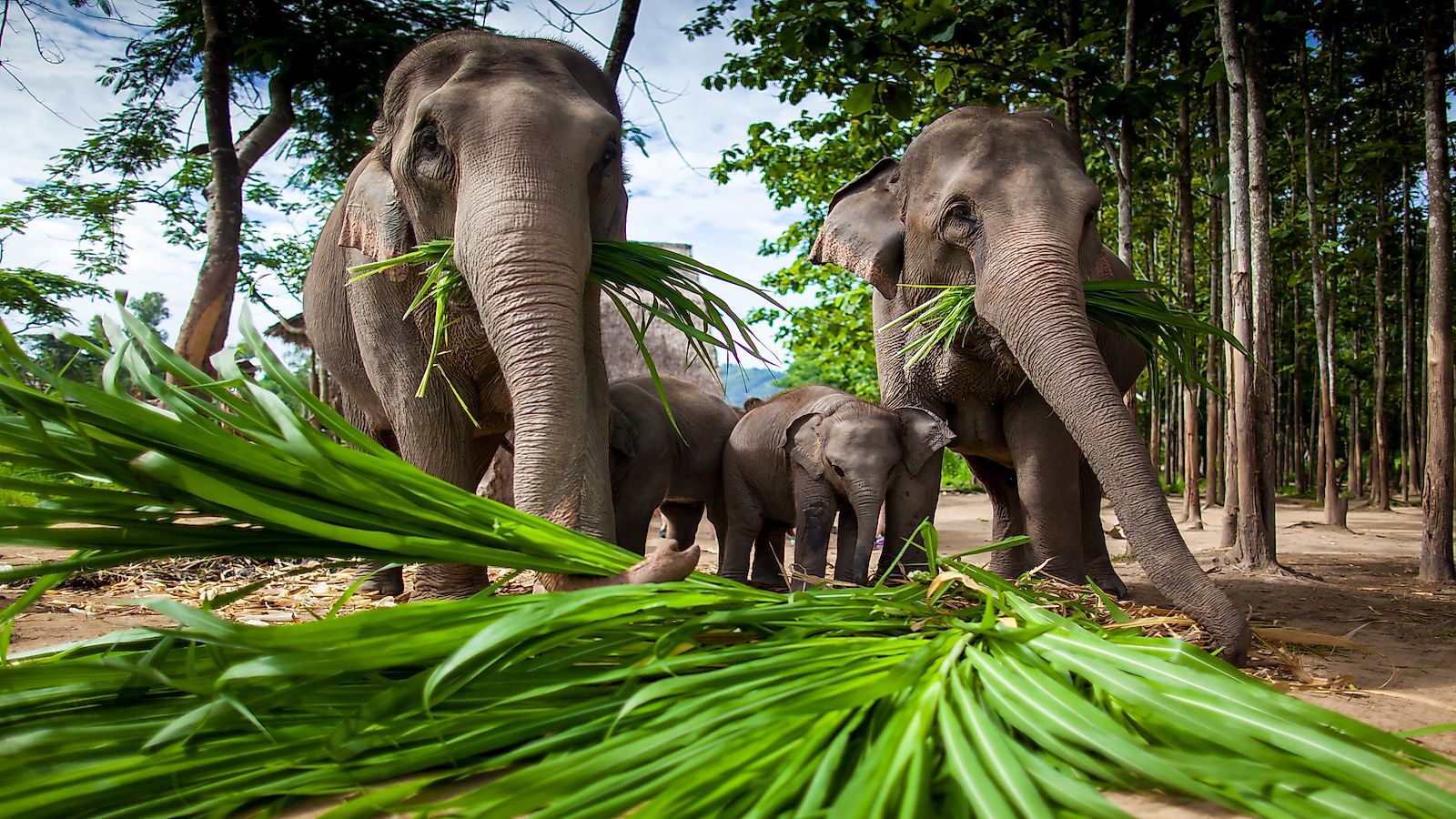 Why Are The World's Biggest Animals Plant Eaters? - WorldAtlas Why Are The World's Biggest Animals Plant Eaters? - WorldAtlas