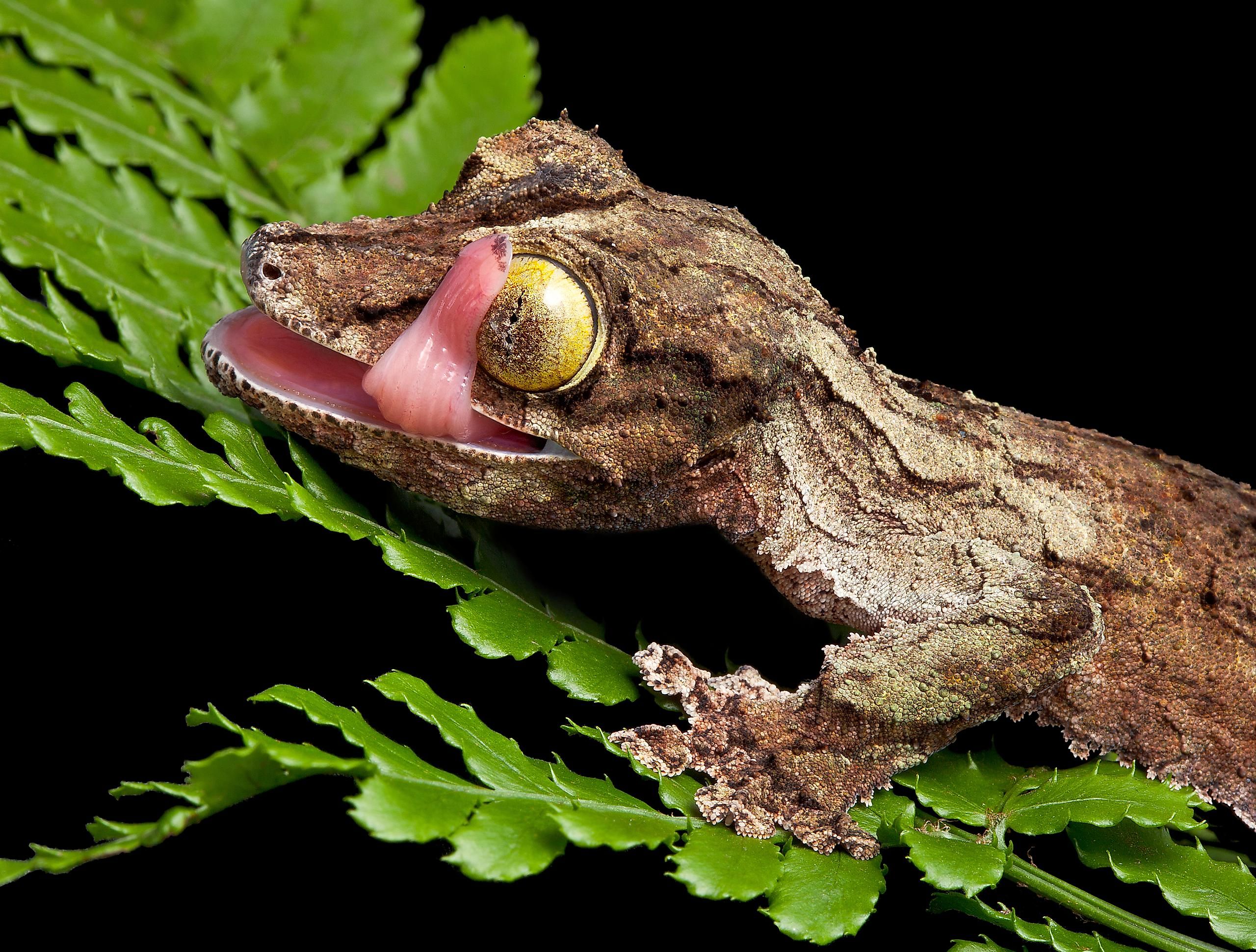 The Art Of Hiding: 10 Animals That Are Masters Of Camouflage - WorldAtlas The Art Of Hiding: 10 Animals That Are Masters Of Camouflage - WorldAtlas