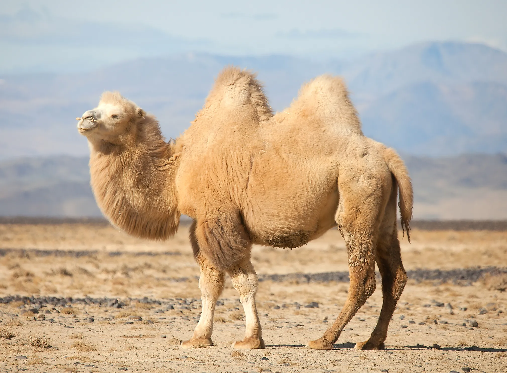 Mongolia's Most Threatened Mammals - WorldAtlas Mongolia's Most Threatened Mammals - WorldAtlas