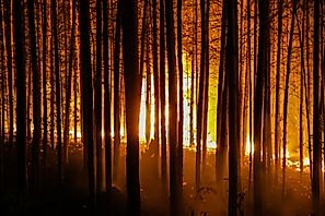 The Amazon Is Burning: What Can We Do?
