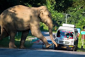 India Needs Safe Highways To Protect Its National Heritage Animal - The Asian Elephant