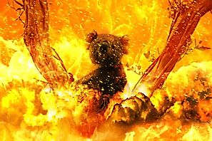 Wildlife Battered By Australia’s Bushfires Needs Your Help: What Can You Do?