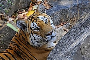 Spotlight On The Royal Bengal Tiger: An Ageless Chronicle Of The Soul Of India
