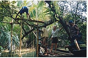 Meet The Man Who Spent Time With The Mysterious Mangrove Tigers