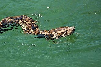 A Burmese python in a lake in the Florida Everglades.