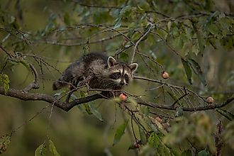 Baby Racoons climbing Persimmon trees to eat the fruit
