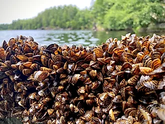 Dense Collection of Zebra Mussels