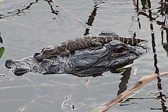 A baby alligator rests on an adult alligator's head in calm, reflective water surrounded by plants. The scene conveys a peaceful bond.
