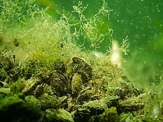 Close-up of the invasive quagga mussel. 