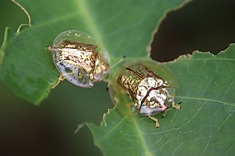 Two golden tortoise beetles on a leaf.